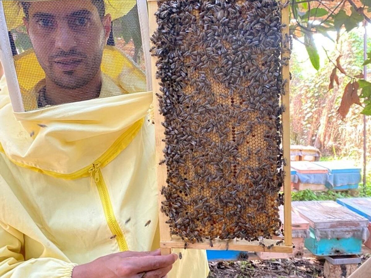 إطار عسل طبيعي من منحل Elghali